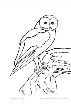 Owl 1