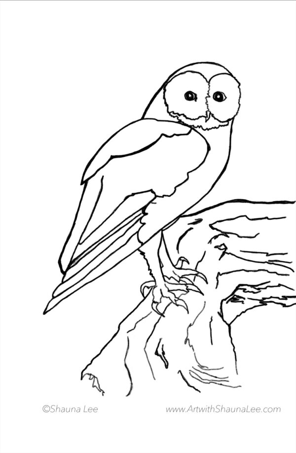 Owl 1